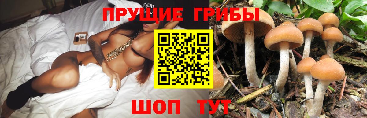 Псилоцибиновые грибы Psilocybine cubensis Пугачёв